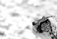 Homepage